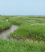 Conserve Lowland Mixture-0