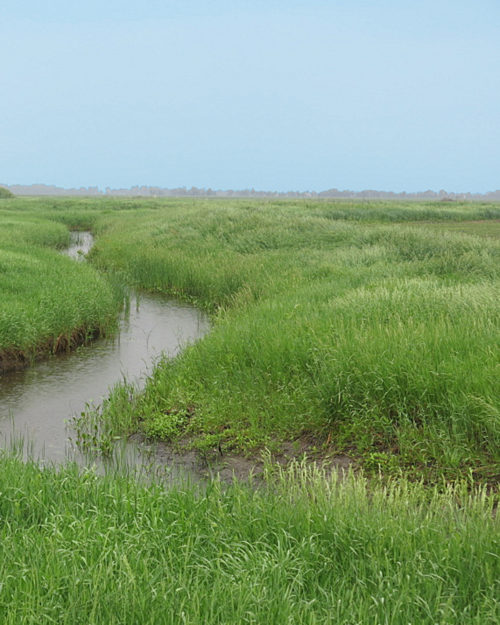 Conserve Lowland Mixture-0