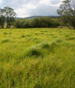 Conserve Prairie Mixture-0