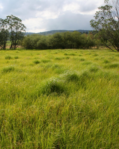 Conserve Prairie Mixture-0