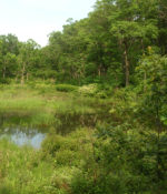 Conserve Wetland Mixture-0