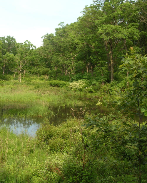 Conserve Wetland Mixture-0