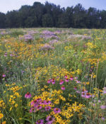 Conserve Pollinator Meadow Mixture-0