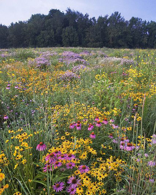 Conserve Pollinator Meadow Mixture-0