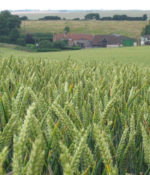 Barley, Thorobred-0