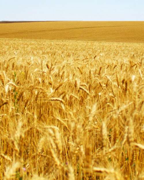 Soft Red Winter Wheat, SW 52-0