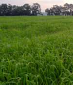 BMR Sorghum and Sudan Hybrid-0