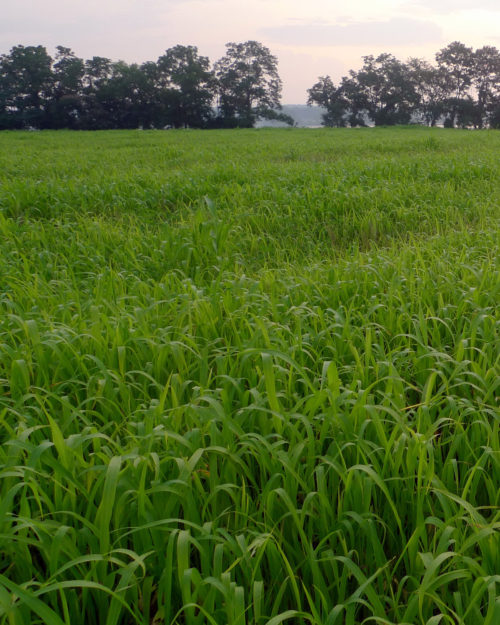 BMR Sorghum and Sudan Hybrid-0