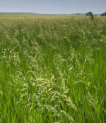 Bromegrass, Smooth-0