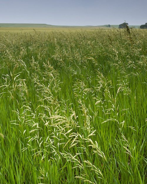 Bromegrass, Smooth-0