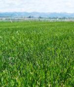 Bluegrass, Forage-0