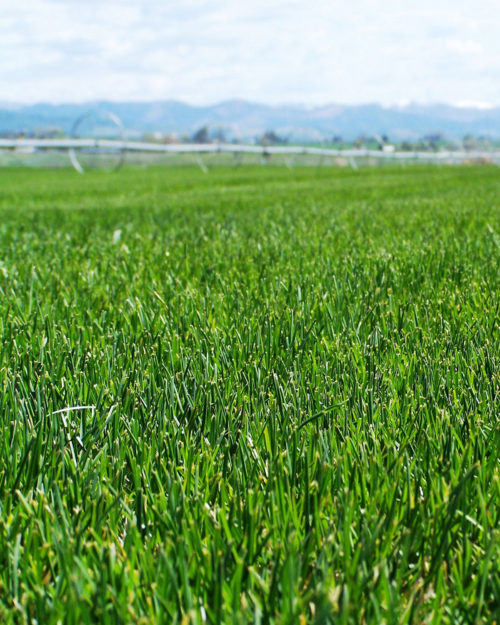 Bluegrass, Forage-0