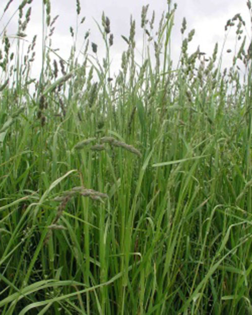 Orchardgrass, Niva-0