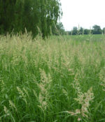 Reed Canarygrass-0