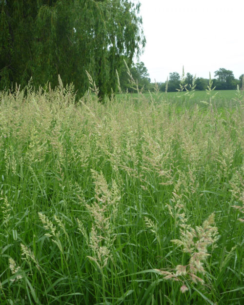Reed Canarygrass-0