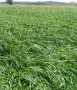 Annual Forage Ryegrass-0