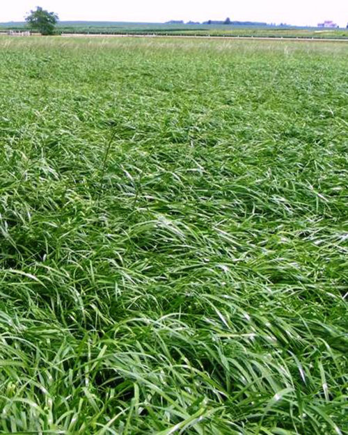 Annual Forage Ryegrass-0