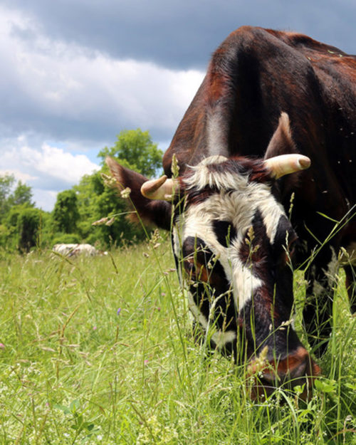 Upland Pasture Mixture-0