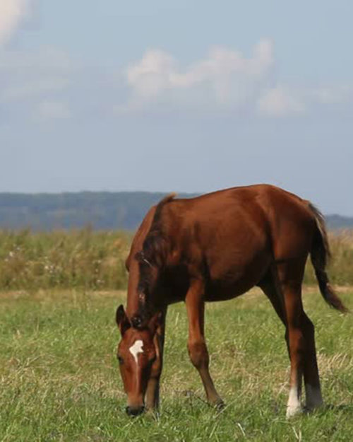 Horse Pasture Mixture-0