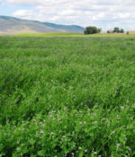 Alfalfa and Clover Inoculant-0