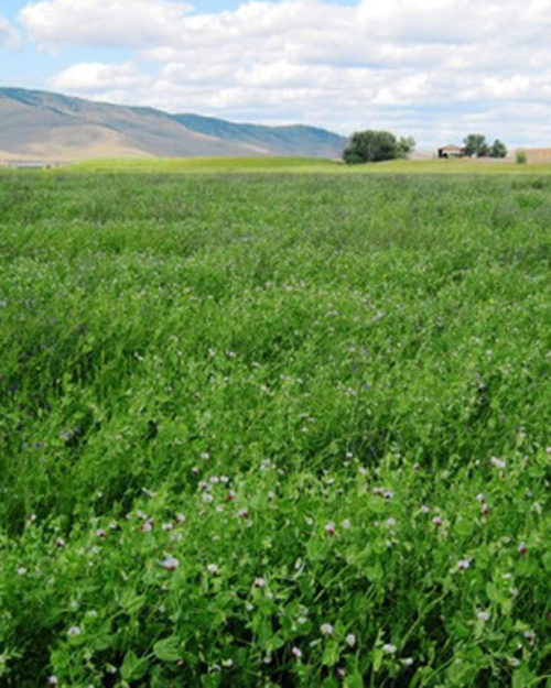 Alfalfa and Clover Inoculant-0