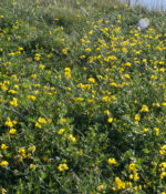 Birdsfoot Trefoil Inoculant-0