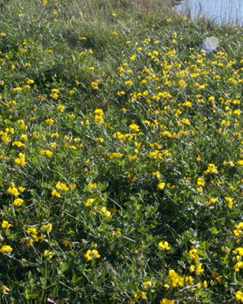 Birdsfoot Trefoil Inoculant-0