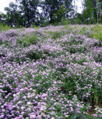 Crown Vetch Inoculant-0