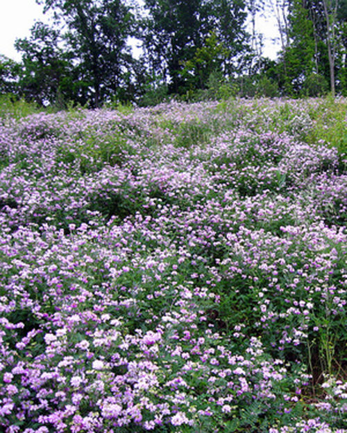 Crown Vetch Inoculant-0
