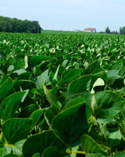 Soybean Inoculant-0
