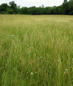 Tall Fescue, Estancia-0