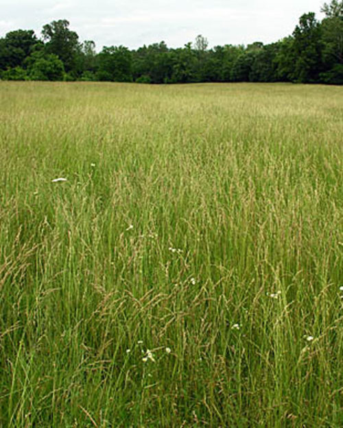 Tall Fescue, Estancia-0