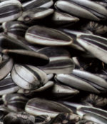 Striped Sunflower Seeds (Jumbo)-0