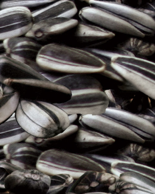 Striped Sunflower Seeds (Jumbo)-0
