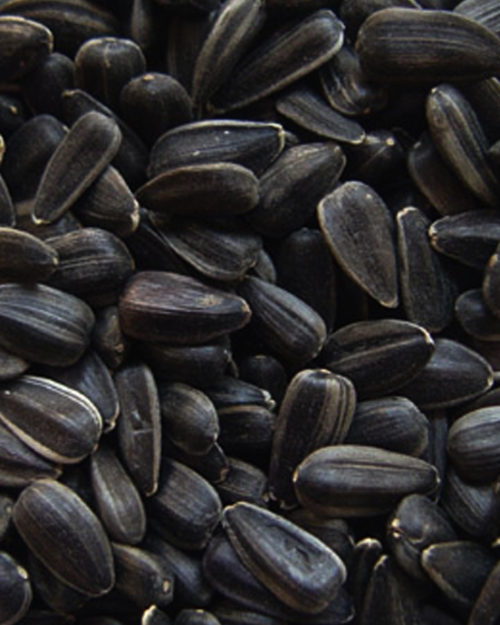 Dark Oil Sunflower Seeds-0