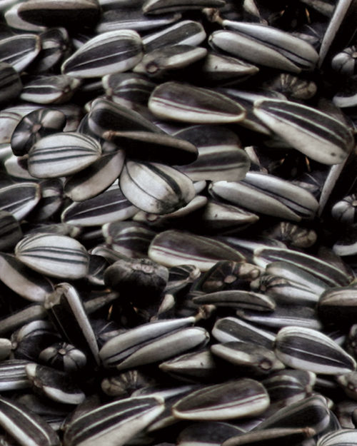 Striped Sunflower Seeds (Small)-0