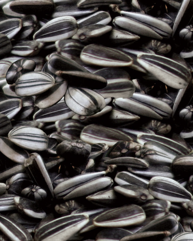 Striped Sunflower Seeds (Small) Brown's