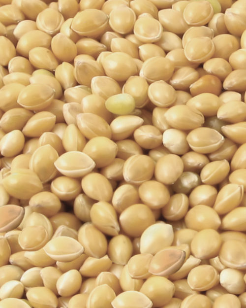 White Proso Millet-0