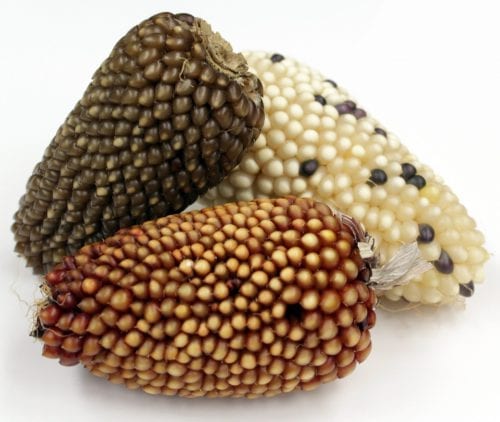 Extreme!™ Mini Corn on the Cob-2443
