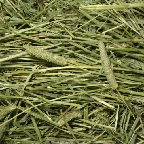 Extreme!™ Natural Timothy Hay-2445