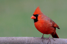 Cardinals