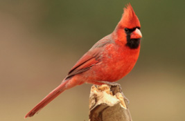 Cardinals