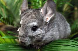 Chinchillas