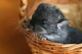 Chinchillas