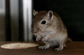 Gerbils