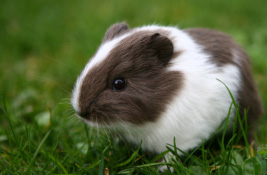 Guinea Pigs