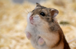 Hamsters