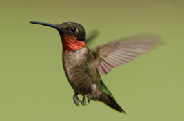 Hummingbirds