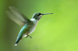 Hummingbirds