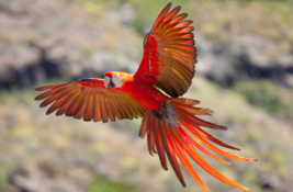 Parrots